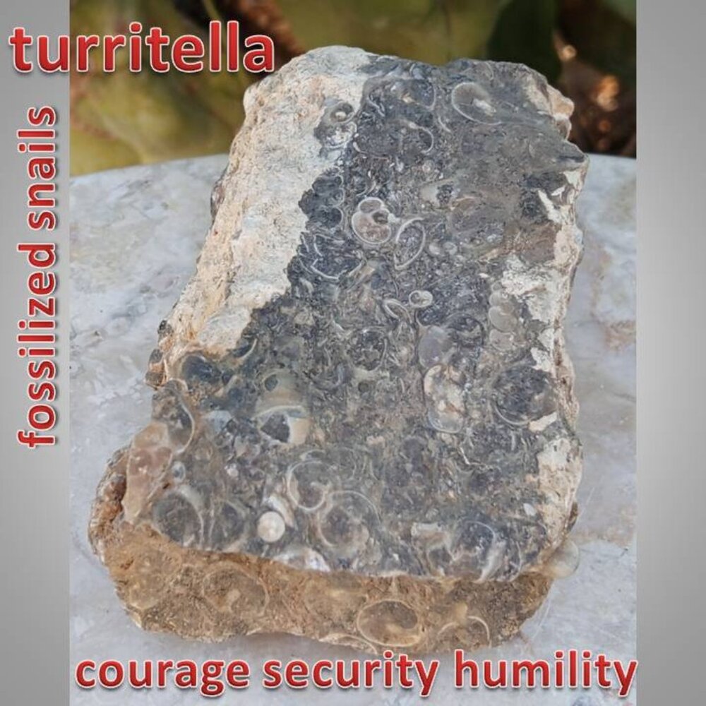 #2 Turritella agate raw snail fossil rock stone chunk